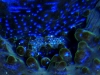 biodiversity-Blue-clam