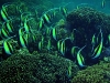 snorkelling-guidelinesfish-moorish-idol-v