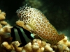 snorkling-guidelinesfish-Leopard-blenny-des
